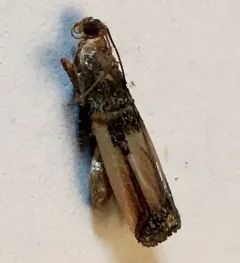 Dasypyga alternosquamella thumbnail 2
