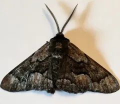 Phaeoura mexicanaria thumbnail 3