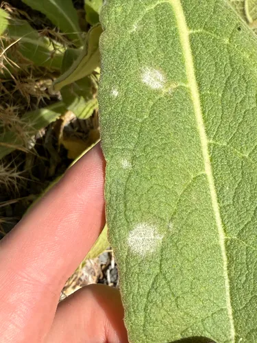 Golovinomyces verbasci