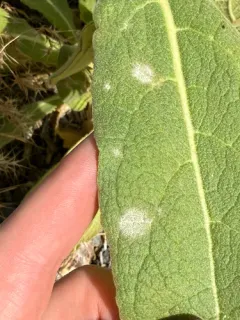 Golovinomyces verbasci thumbnail 1