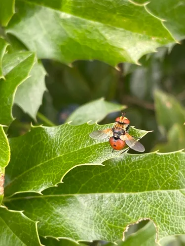 Ladybird Fly