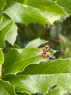 Ladybird Fly thumbnail 1
