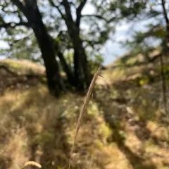 blue wild rye thumbnail 3