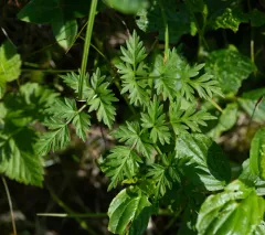 hemlock-parsley thumbnail 3