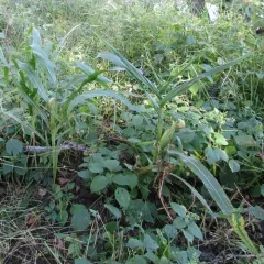 Maize thumbnail 3