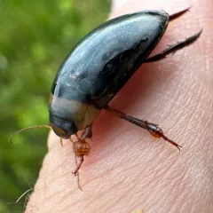 Hydaticus aruspex thumbnail 3