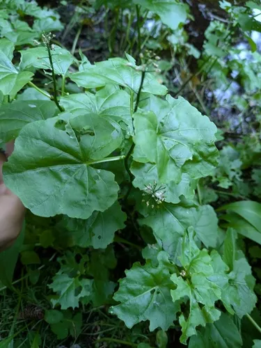 heartleaf bittercress