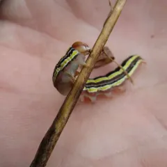 Striped Garden Caterpillar Moth thumbnail 3