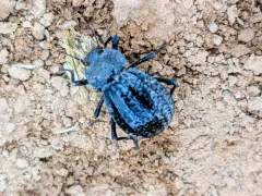 Philolithus sordidus thumbnail 3