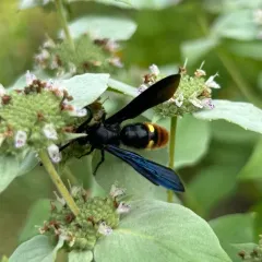 Blue-winged Scoliid Wasp thumbnail 2