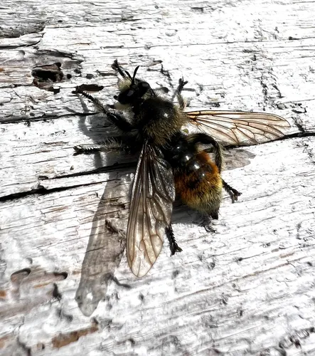 Laphria fernaldi