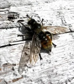 Laphria fernaldi thumbnail 1