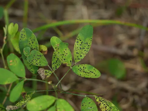 Phyllachora lespedezae