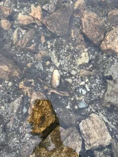 Newfoundland Floater thumbnail 4