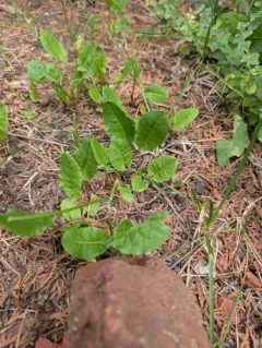 Common Sorrel thumbnail 3