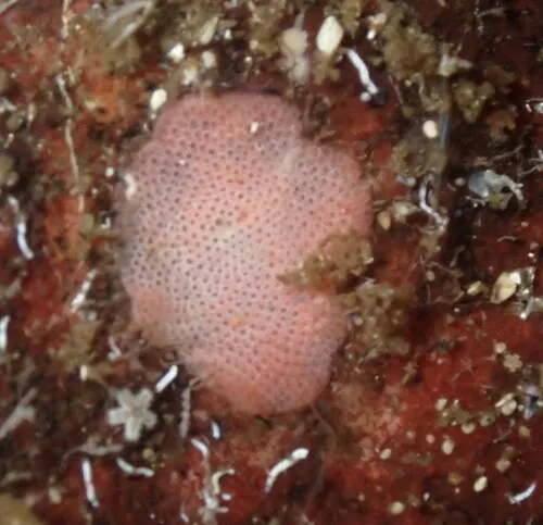 Derby Hat Bryozoan