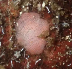 Derby Hat Bryozoan thumbnail 1