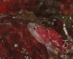 Longfin gunnel thumbnail 1