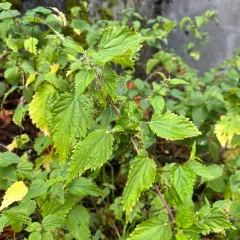 great stinging nettle thumbnail 3