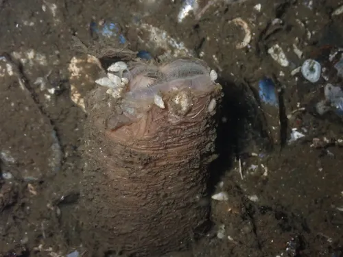 Odostomia tenuisculpta