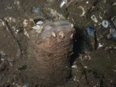 Odostomia tenuisculpta thumbnail 1