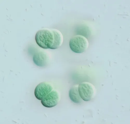 Limnococcus limneticus