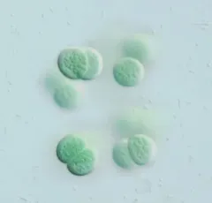 Limnococcus limneticus thumbnail 1