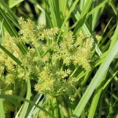 redroot flatsedge thumbnail 3