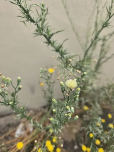 Flax-leaved Horseweed