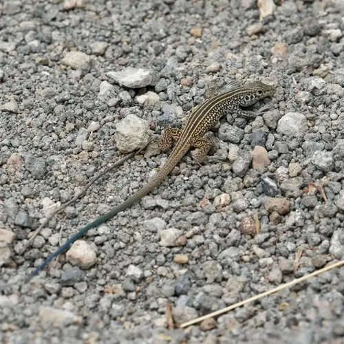 Western Whiptail