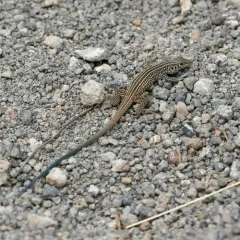 Western Whiptail thumbnail 1