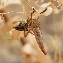 Prairie Robber Fly thumbnail 2
