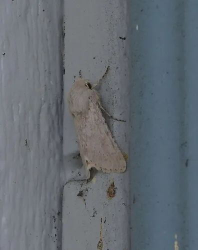 Edwards' Beach Moth