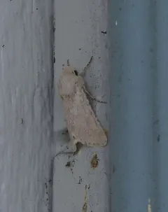 Edwards' Beach Moth thumbnail 1