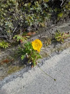 Iceland Poppy thumbnail 3