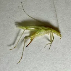 Riley's Tree Cricket thumbnail 2