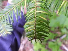 Needle Rust thumbnail 2