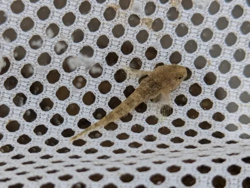 Bonneville Sculpin