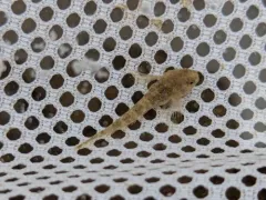 Bonneville Sculpin thumbnail 1
