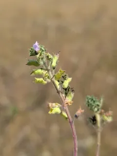 Cut-leaved Germander thumbnail 3