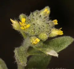 Field Alison thumbnail 1