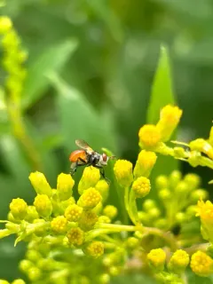 Ladybird Fly thumbnail 2