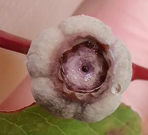 Monilinia vaccinii-corymbosi