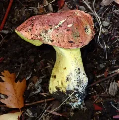 Pink-capped Oak Butter Bolete thumbnail 2