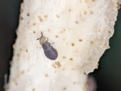 Lophognathella choreutes thumbnail 1