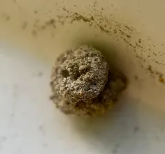 Snail-case Bagworm Moth thumbnail 2