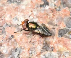 Physiphora alceae thumbnail 2