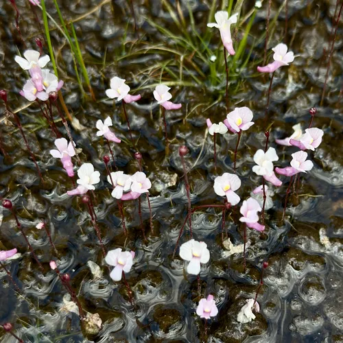 Northeastern Bladderwort