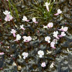 Northeastern Bladderwort thumbnail 1