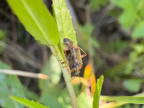 Lygus wagneri